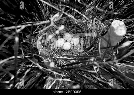 Ein Nest mit vier Rotflügelvögeln (Agelaius phoeniceus) Eier sitzt in Gräsern in einem Sumpf in der Catskills Region von New York, USA Stockfoto