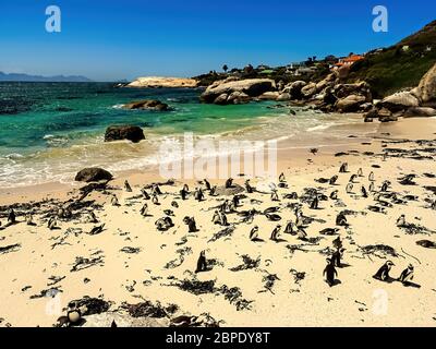 Boulders Beach, Cape Town, Südafrika Stockfoto