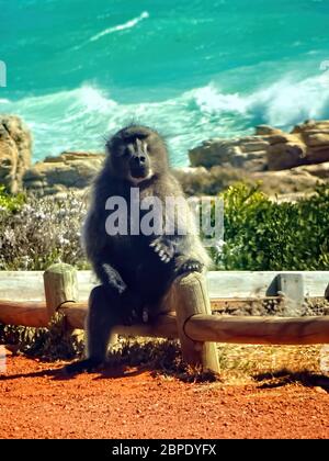 Paviane im Cape Point National Park, Südafrika Stockfoto