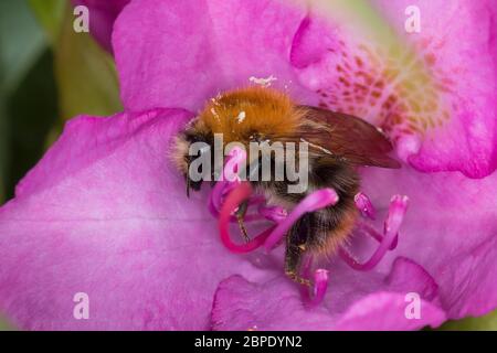 Ackerhummel, Acker-Hummel, Hummel, Weibchen, Königin, Blütenbesuch an Rhododendron, Bombus pascuorum, Bombus agrorum, Megabombus pascuorum floralis, c Stockfoto