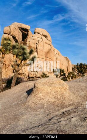 Sonnenbeschienenen Joshua Trees (Yucca brevifolia) und felsigen Klippen mit blauem Himmel, Joshua Tree National Park, Mojave Desert, Twenty Nine Palms, Kalifornien, USA. Stockfoto