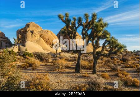 Sonnenbeschienenen Joshua Trees (Yucca brevifolia) und felsigen Klippen mit blauem Himmel, Joshua Tree National Park, Mojave Desert, Twenty Nine Palms, Kalifornien, USA. Stockfoto