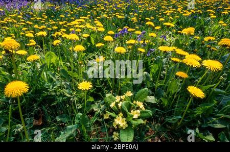 Gelber Löwenzahn (Taraxacum officinale), gewöhnliche Primrose (primula vulgaris) und englische Bluebell blüht in grasbewachsener Frühlingswildblumenwiese, Großbritannien Stockfoto