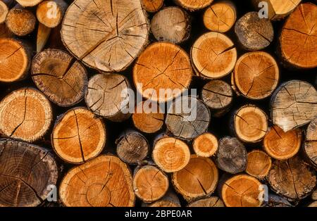 Kleine Schnittholz, die in einem Holzstapel gewürzt werden. Stockfoto