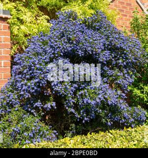 Ceanothus 'Puget Blue' Kalifornischer Fliederstrauch, bedeckt mit tiefblauen Blüten im Mai, Leicestershire, England, Großbritannien Stockfoto