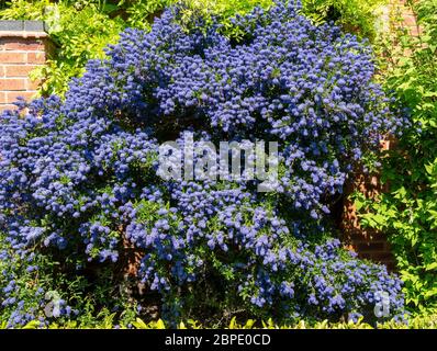 Ceanothus 'Puget Blue' Kalifornischer Fliederstrauch, bedeckt mit tiefblauen Blüten im Mai, Leicestershire, England, Großbritannien Stockfoto