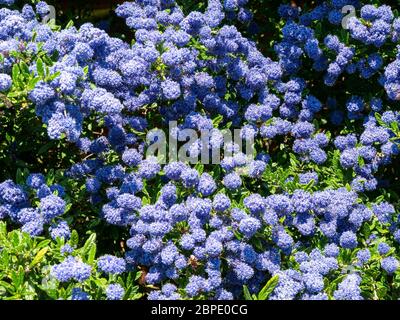 Ceanothus 'Puget Blue' Kalifornischer Fliederstrauch, bedeckt mit tiefblauen Blüten im Mai, Leicestershire, England, Großbritannien Stockfoto