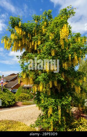 Hübscher Laburnum-Baum (Laburnum anagyroides) mit hängenden Trauben von gelben Blüten / Blüten in UK Garten im Frühjahr mit blauem Himmel oben, England, Großbritannien Stockfoto