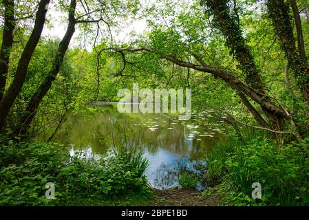 Dimming's Dale Nature Reserve. Calk South Derbyshire/North West Leicestershire. Stockfoto