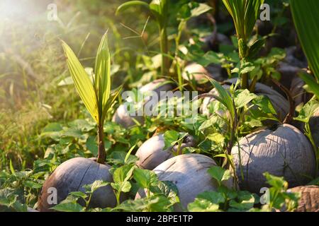 Sproß aus Kokosnussbaum mit grünen zarten Blättern und Haufen von braunen trockenen reifen und alten Kokosnüssen auf dem Boden. Die Kokospalmen keimen zu wachsen Stockfoto