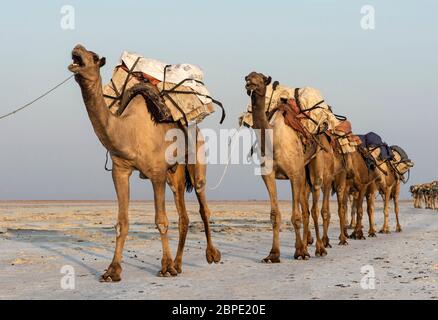 Dromedarkarawane, die Salzplatten (Halit) über dem Assale-See, Hamedale, Danakil-Depression, Afar-Region, Äthiopien trägt Stockfoto