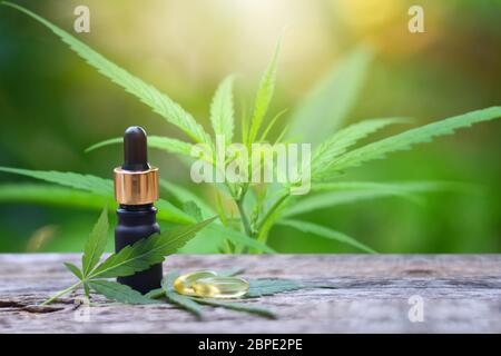 Marihuana, Cannabis, Hanföl Flasche CBD Hanf. Grüner Natur Hintergrund. Konzept von medizinischem Marihuana in der Behandlung von Krankheiten. Veredelt mit CBD-Saum Stockfoto