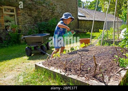 Kind kleiner Junge 3 mit Gießkanne trägt einen Sonnenhut Gießen Wasser auf Pflanzen in einem trockenen Mai Garten im Frühjahr Wales UK Großbritannien KATHY DEWITT Stockfoto