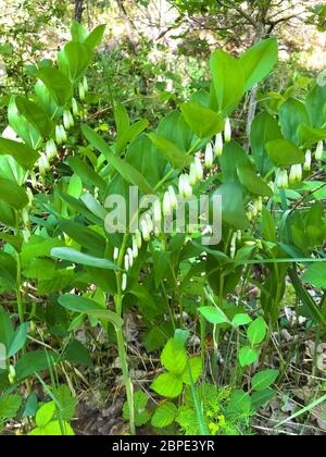 polygonatum odoratum, duftende solomons-Dichtung mit weißen Blüten Stockfoto