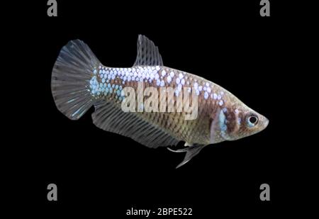 Betta Blue Samurai Halfmoon Plakat HMPK Female oder Plakat Fighting Fish Splendens auf schwarzem Hintergrund. Stockfoto