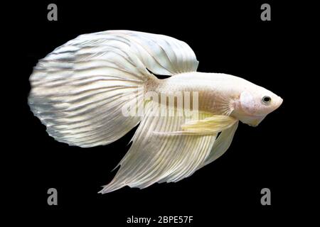 Betta Super Gold Veiltail VT Männlich oder Plakat Fighting Fish Splendens auf schwarzem Hintergrund. Stockfoto