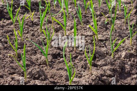 Winter Knoblauch. Junge Knoblauchsprossen auf den Betten im Frühjahr. Stockfoto