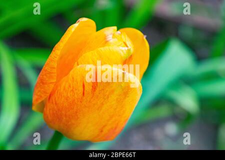 Orangefarbene Tulpen im grünen Gras. Der erste Frühling blüht. Nahaufnahme Stockfoto