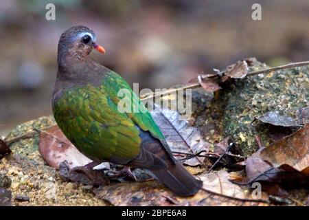 Gewöhnliche Smaragdtaube (Chalcophaps indica), weiblich, Sinharaja, Sri Lanka. Stockfoto