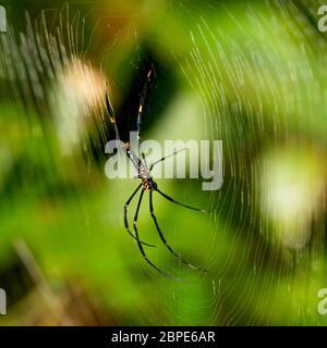 Riesenweber (Riesenholzspinne) (Nephhila pilipes), Sinharaja Forest, Sri Lanka. Stockfoto