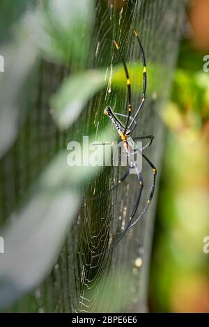 Riesenweber (Riesenholzspinne) (Nephhila pilipes), Sinharaja Forest, Sri Lanka. Stockfoto