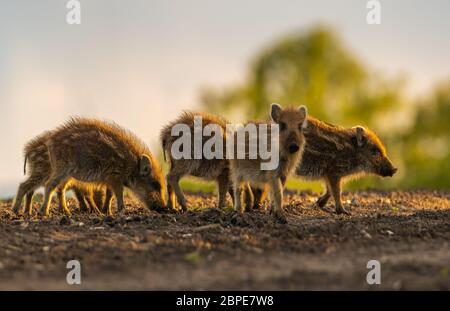 Eine Herde kleiner Wildschweine Ferkel, die sich auf einem Frühlingsfeld füttern - Nahaufnahme Stockfoto