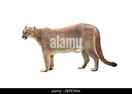 Puma oder Cougar isoliert auf weißem Hintergrund Stockfoto