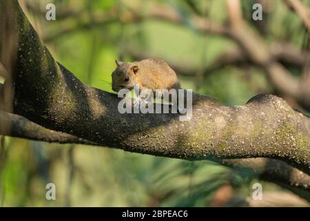 Irrawaddy-Eichhörnchen oder Hoary-Bäuchiges Himalaya-Eichhörnchen, Callosciurus pygerythrus, Mahananda WLS, West Bengalen, Indien Stockfoto