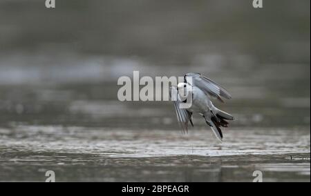 White Wagtail Leucopsis, Motacilla alba Leucopsis, Dibru Saikhowa National Park, Tinsukia District, Upper Assam, Indien Stockfoto