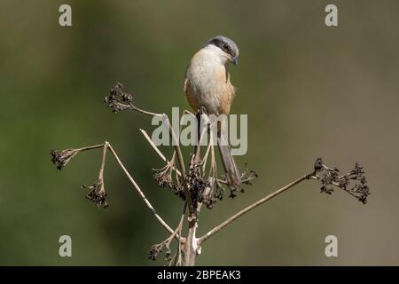 Graurückenwürger, Lanius tefronotus, Waong Arunachal Pradesh, Indien Stockfoto