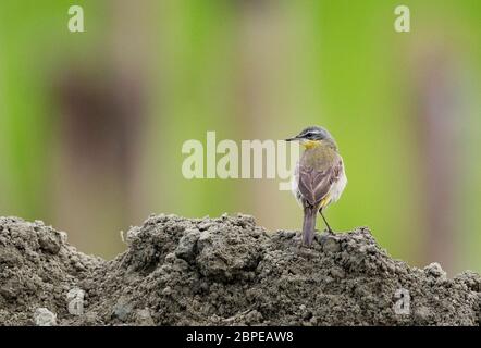 Ostgelbe Bachstelze, Motacilla tschutschensis, Maduri Beel, südöstlich von Dibru Saikhowa Nationalpark, Tinsukia Bezirk, Upper Assam, Indien Stockfoto