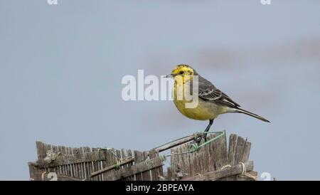 Citrine stelzenschwanz, Motacilla citreola, Maguri Beel, südöstlich von Dibru Saikhowa Nationalpark, Tinsukia Bezirk, Upper Assam, Indien Stockfoto