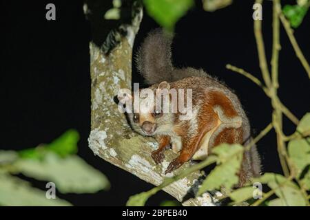 Rotes Riesenhörnchen, Petaurista petaurista, Dehing Patkai Wild Life Sanctuary, Assam, Indien Stockfoto