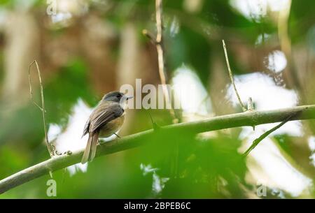 Blasskinnblauer Fliegenfänger, Cyornis poliogenys, Dehing Patkai Wild Life Sanctuary, Assam, Indien Stockfoto