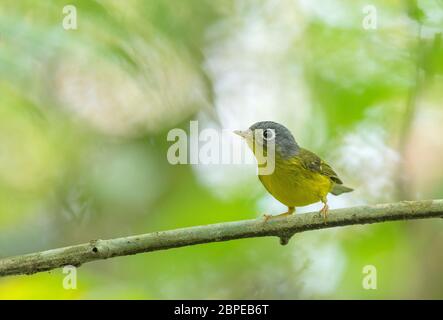 Weißschaukelspriester, Phylloscopus intermedius, Dehing Patkai Wild Life Sanctuary, Assam, Indien Stockfoto