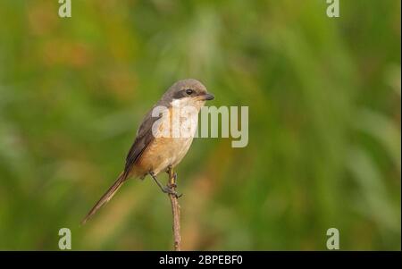 Graurückenwürger, Lanius tephronotus, Maguri Beel, Tinsukia District, Upper Assam, Indien Stockfoto