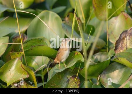 Pallas-Heuschreckenwalder, Rusty-rumped Warbler, Locustella certhiola, Maguri Beel, Tinsukia District, Upper Assam, Indien Stockfoto