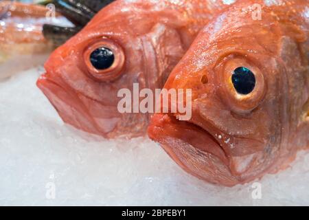 Frische Fische auf einem Fischmarkt. Stockfoto