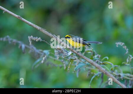 Gelbbauchfantail, Chelidorhynx hypoxantha, Walong, Arunachal Pradesh, Indien Stockfoto