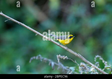 Gelbbauchfantail, Chelidorhynx hypoxantha, Walong, Arunachal Pradesh, Indien Stockfoto