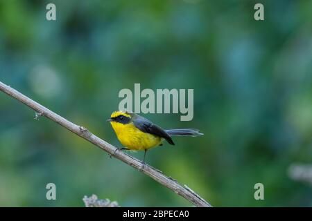 Gelbbauchfantail, Chelidorhynx hypoxantha, Walong, Arunachal Pradesh, Indien Stockfoto