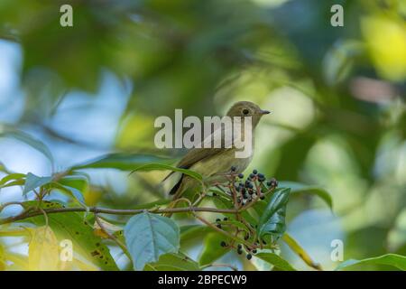 Blaustirnadstarter, weiblich, Phoenicurus frontalis, Walong, Arunachal Pradesh, Indien Stockfoto