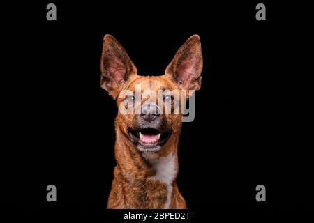 Brown Hund Blick auf Kamera schwarzen Hintergrund Stockfoto