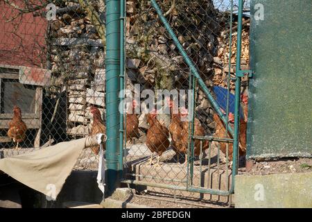 Hühner aus eigenem Anbau genießen die Sonne in ihrem Lauf vor Scheunen Stockfoto