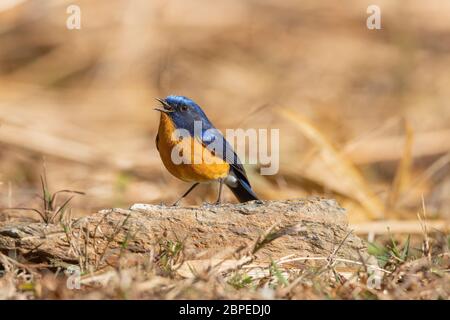 Rotbrustbuschrotscher, Männlich, Tarsiger Hyperythrus, Walong, Arunachal Pradesh, Indien Stockfoto