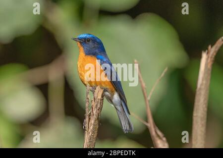 Rotbrustbuschrotscher, Männlich, Tarsiger Hyperythrus, Walong, Arunachal Pradesh, Indien Stockfoto