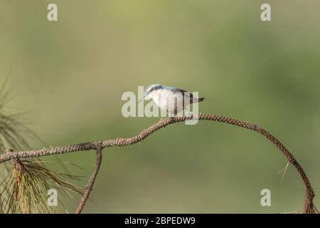 Yunnan nuthatch, Sitta yunnanensis, Walong, Arunachal Pradesh, Indien. Fast Bedroht Stockfoto