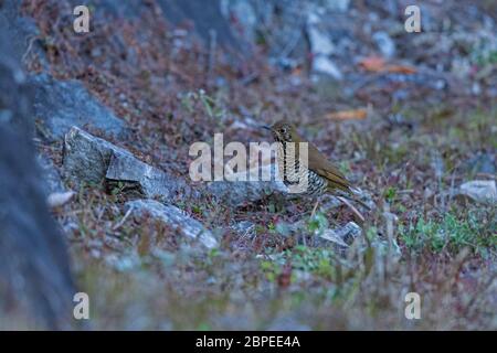 Alpengrossel, Zoothera mollissima, Wolong, Arunachal Pradesh, Indien Stockfoto