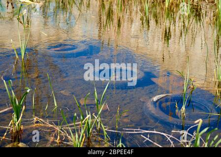 Alte Reifen im Wasser. Umweltverschmutzung. Umweltprobleme. Stockfoto