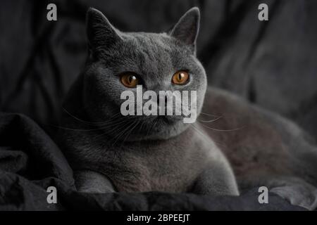Schöne graue Katze über einem dunklen Hintergrund Stockfoto